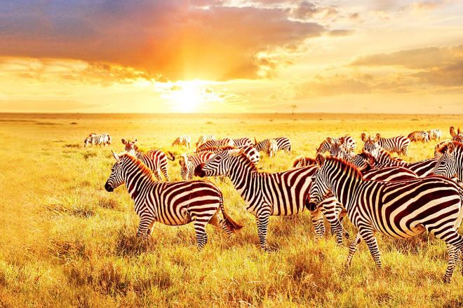 Cebras en Mombasa (Kenia).