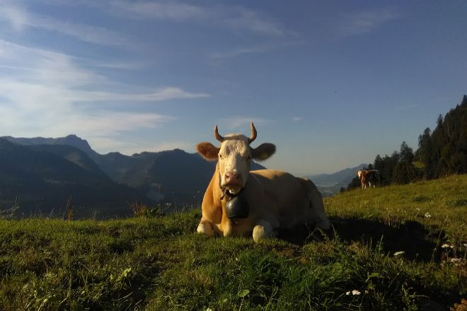 Los pastos del valle del cantn de Vaud en Suiza son la clave en la elaboracin del LEtivaz AOP.