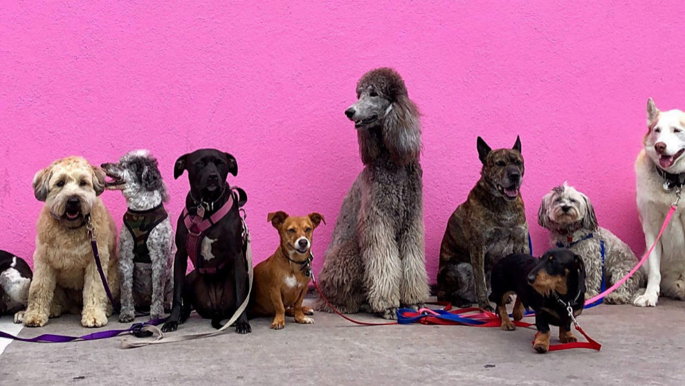 en cualquier sitio Abreviatura elegante Las 15 razas de perro más caras | Cultura