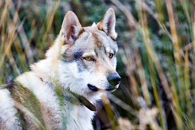 El Perro Lobo Checoslovaco es muy parecido al lobo en su estructura corporal.