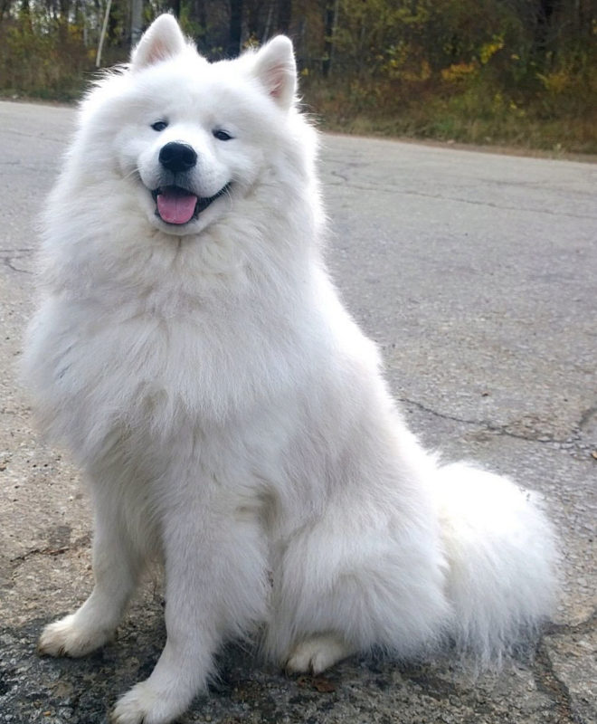 El Samoyedo es un precioso perro blanco es originario de Rusia.