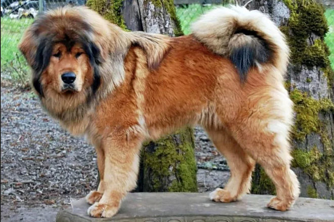 El Mastín Tibetano es uno de los perros más grandes del mundo, pudiendo llegar a pesar hasta 90 kilos.