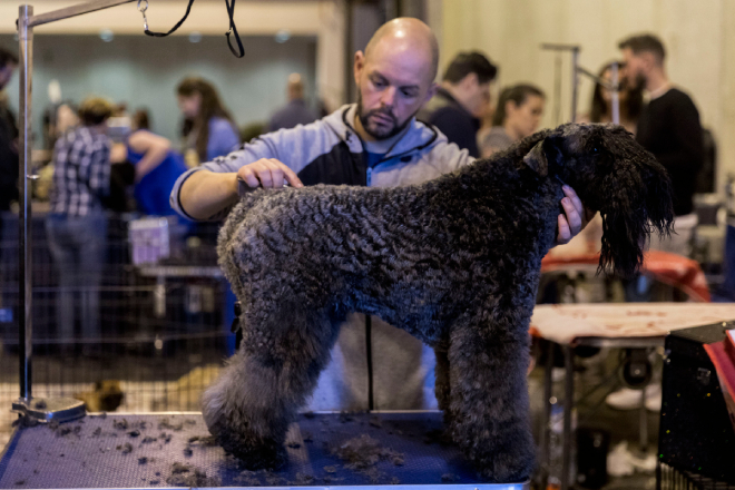 La Real Sociedad Canina de España (RSCE) organizará el concurso de perro joven, además de la Exposición Nacional Canina de Madrid y exhibiciones de 'agility', entre otras actividades.