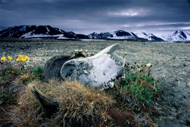 El extremo norte de Groenlandia fue el hogar de mastodontes, renos y frondosos bosques boreales.
