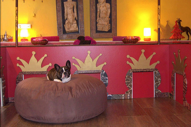 Hotel de lujo para mascotas Tiny Dog.