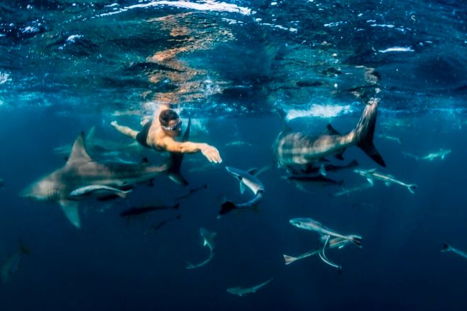 El inversor y emprendedor Pablo Fernández, nadando entre tiburones.