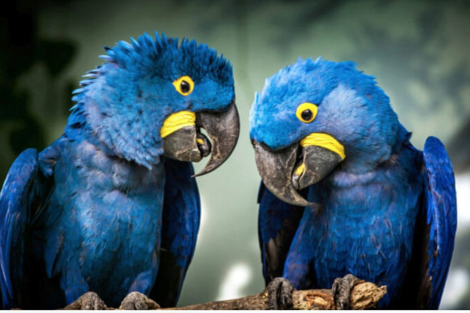 Son pájaros muy amables e inteligentes, aunque no son los mejores para hablar. 