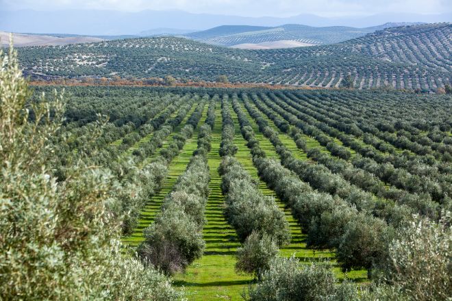 Vista de olivares.