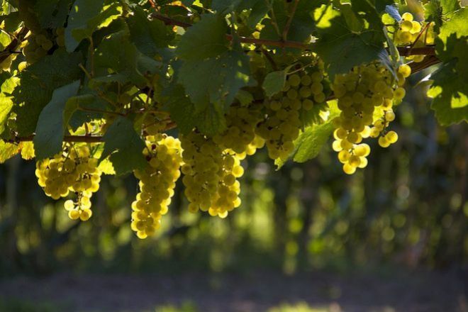 Los vinos naturales solo pretenden ms que expresar el carcter de la uva en un terroir determinado sin interferencias.