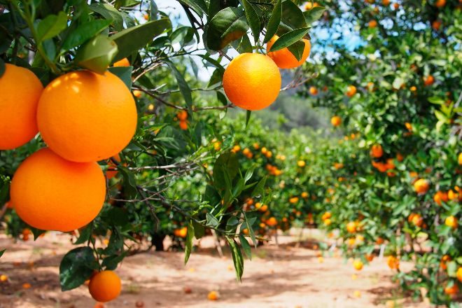 Récord de exportaciones: la Comunidad Valenciana roza los 40.000 millones