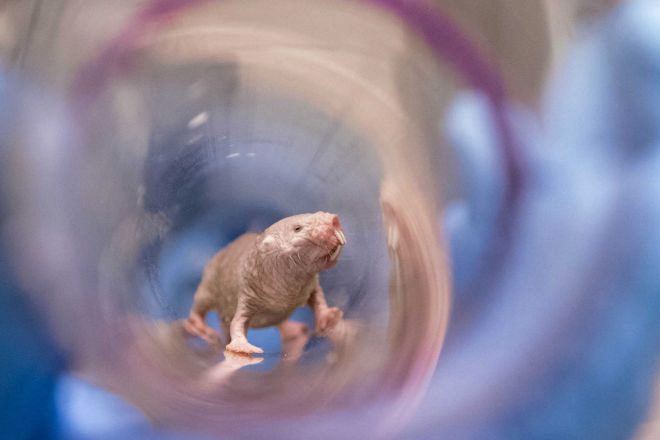 Un ejemplar de rata topo desnuda durante los estudios de la Universidad de Pittsburg.