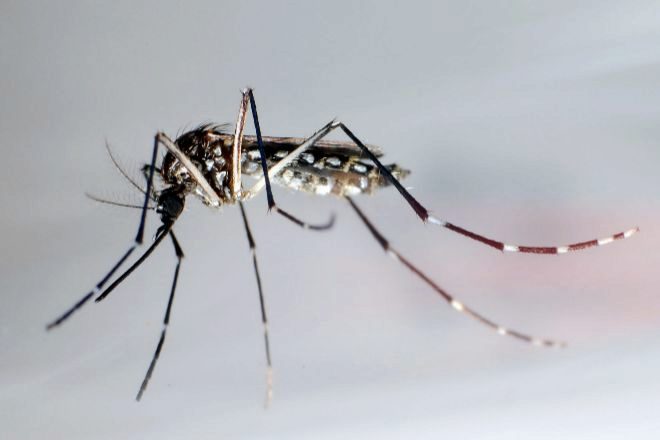 Imagen de archivo de un ejemplar de mosquito <em>Aedes Aegypti</em>, transmisor del dengue.