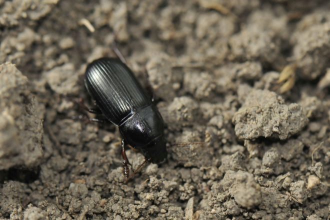 El zabro (<em>Zabrus tenebrioides</em>), un coleóptero que se alimenta de cereales y puede ocasionar plagas en los cultivos.
