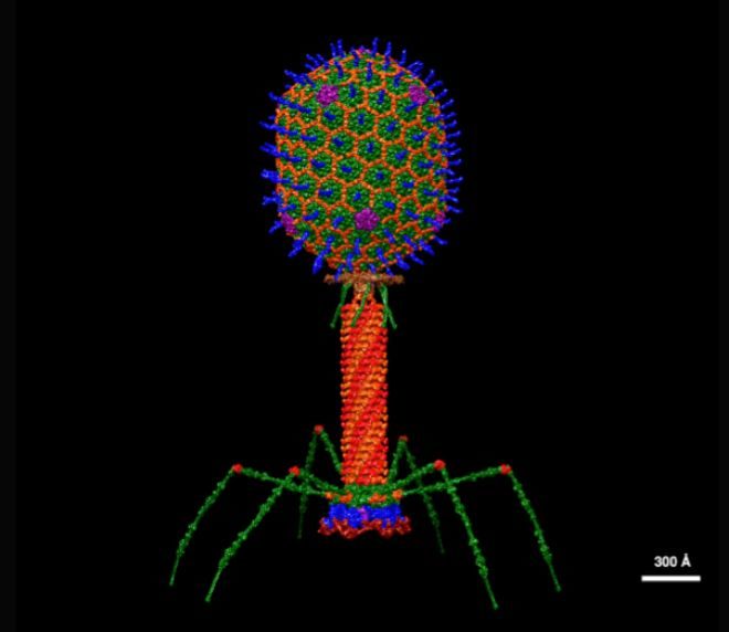 En la imagen, la estructura de un fago.