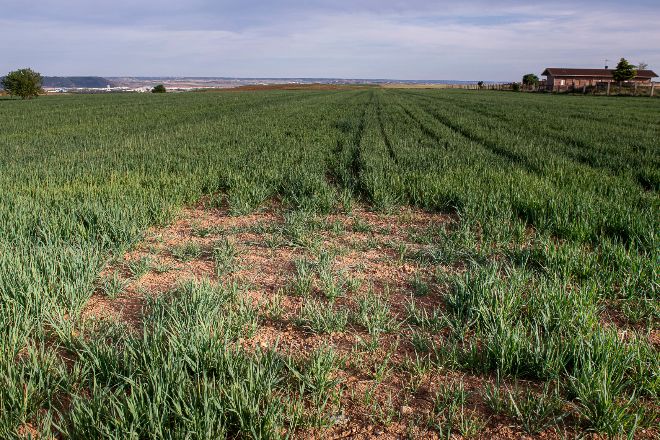 La sequía ya cuesta 10.000 millones a los agricultores y tensiona aún más los precios
