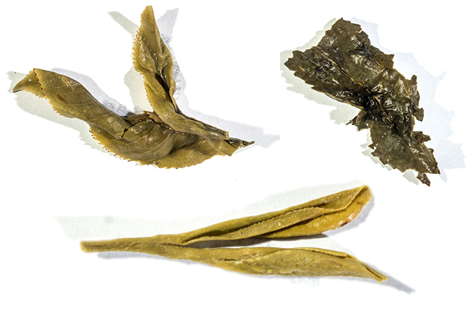 Hojas de las tres variedades de té que va a comercializar Joselito bajo la marca Gonji Tea: Oolong, Pu-erh y Verde.