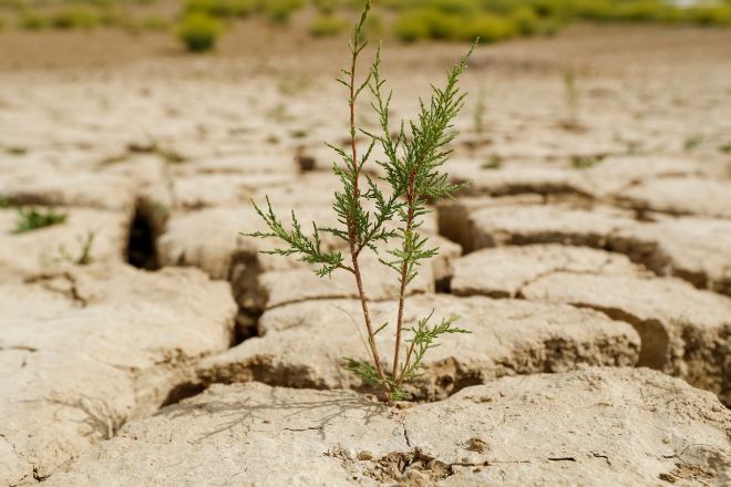 Pérdidas irreversibles en más de 5 millones de hectáreas de secano