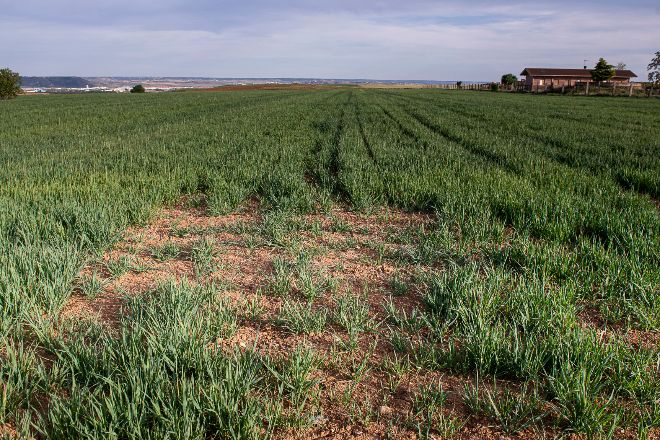 Nuevo reto alimentario: cultivos resistentes al cambio climático
