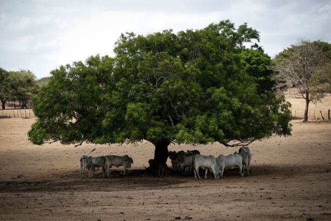 La sequía colapsa los mataderos: «Hay ganaderos que quieren sacrificar todas sus reses»
