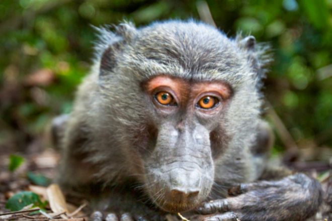 El genoma de 233 especies de primates revela aspectos clave de la salud humana, la evolución y la diversidad