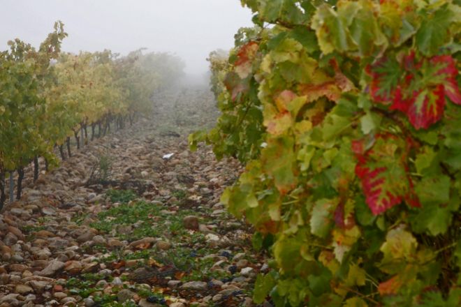 El Gobierno apoya la exclusividad de los vinos de 'Rioja'