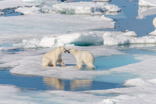 Osos polares en el Océano Ártico