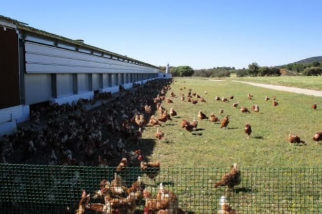 Las gallinas sin jaula son el 62% de sus ponedoras.