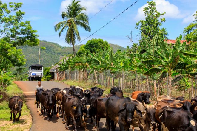 Un rebaño de vacas atravesando la carretera próxima a cultivos. 