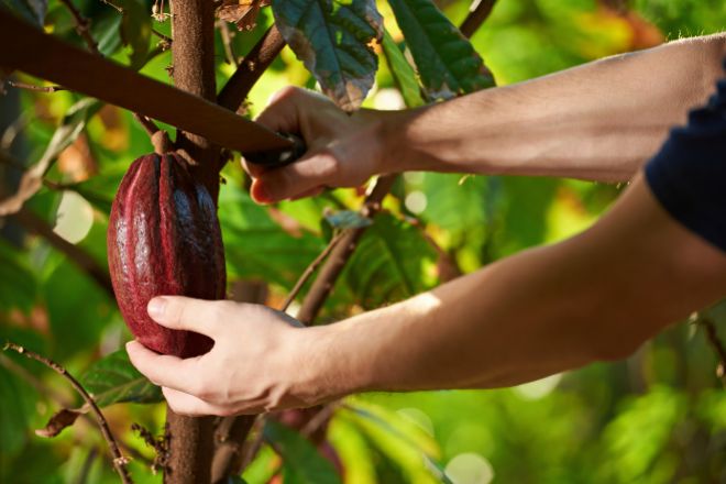 El cacao se dispara y revoluciona la demanda de chocolate