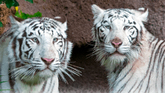 La pareja de tigres de Bengala albinos de Loro Parque, uno de los...