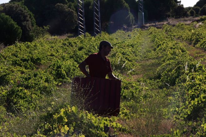 Los estragos de la sequía se extienden a la uva y la aceituna y elevan las pérdidas de la agricultura a 15.000 millones