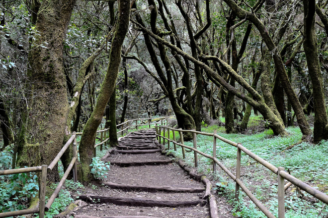 Parque Nacional de Garajonay (La Gomera, Islas Canarias)