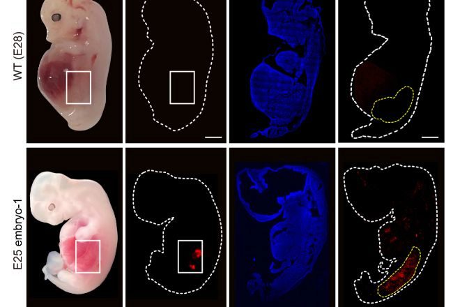 Células renales humanizadas (fluorescencia roja) dentro del embrión en comparación con un embrión enteramente porcino. Un equipo de científicos desarrolló, por primera vez, embriones de cerdo, cuyos riñones contenían un 50-60 % de células humanas aptos para desarrollarse.