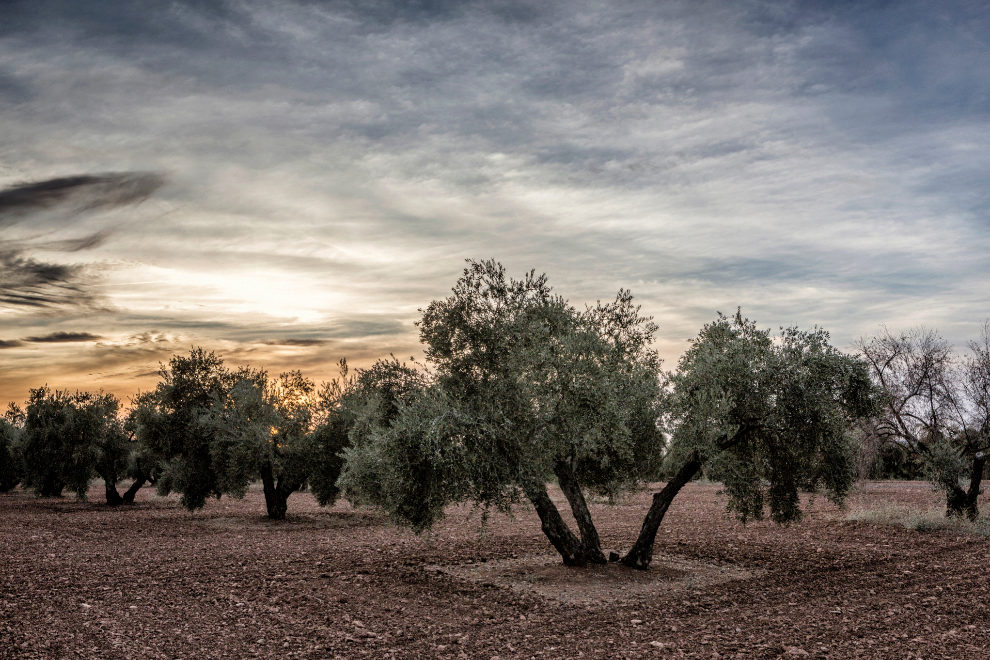 Aceite de oliva, el líquido más cotizado del Mediterráneo
