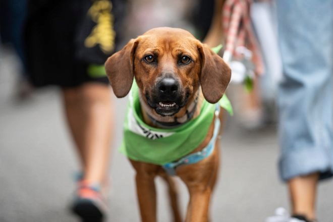La Ley de Bienestar Animal entra en vigor y exige un seguro para perros