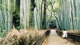 El bosque de bambú de Japón es uno de los bosques más...