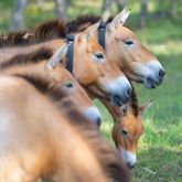 Manada de caballos serranos semisalvajes en el Sistema Ibérico Sur.