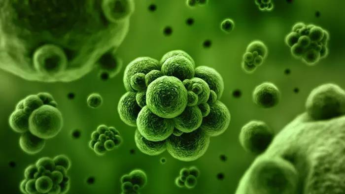 Comer dulces o tomar azúcar aumenta los efectos nocivos de los antibióticos en el microbioma intestinal