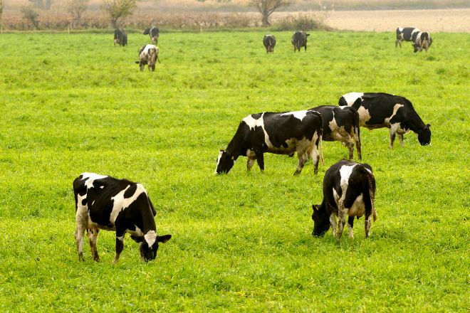 Iberdrola y Pascual se unen para reducir las emisiones de metano de las vacas lecheras
