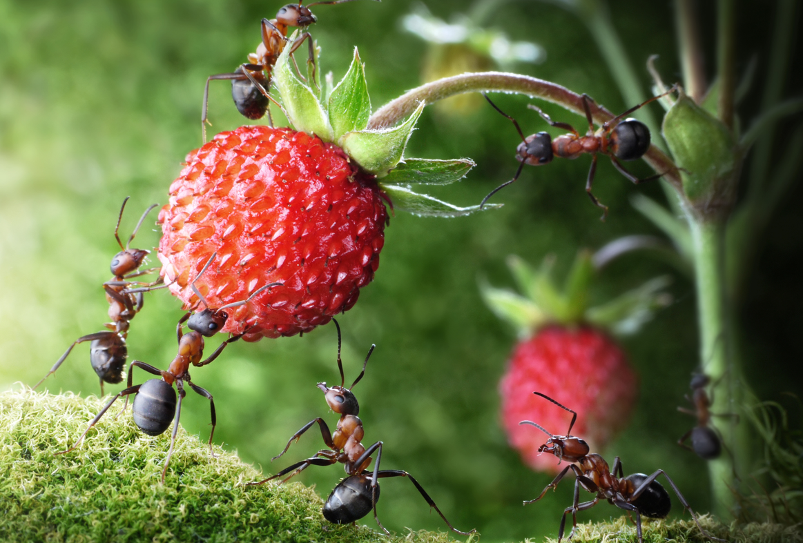 Las hormigas están entre los insectos más consumidos.