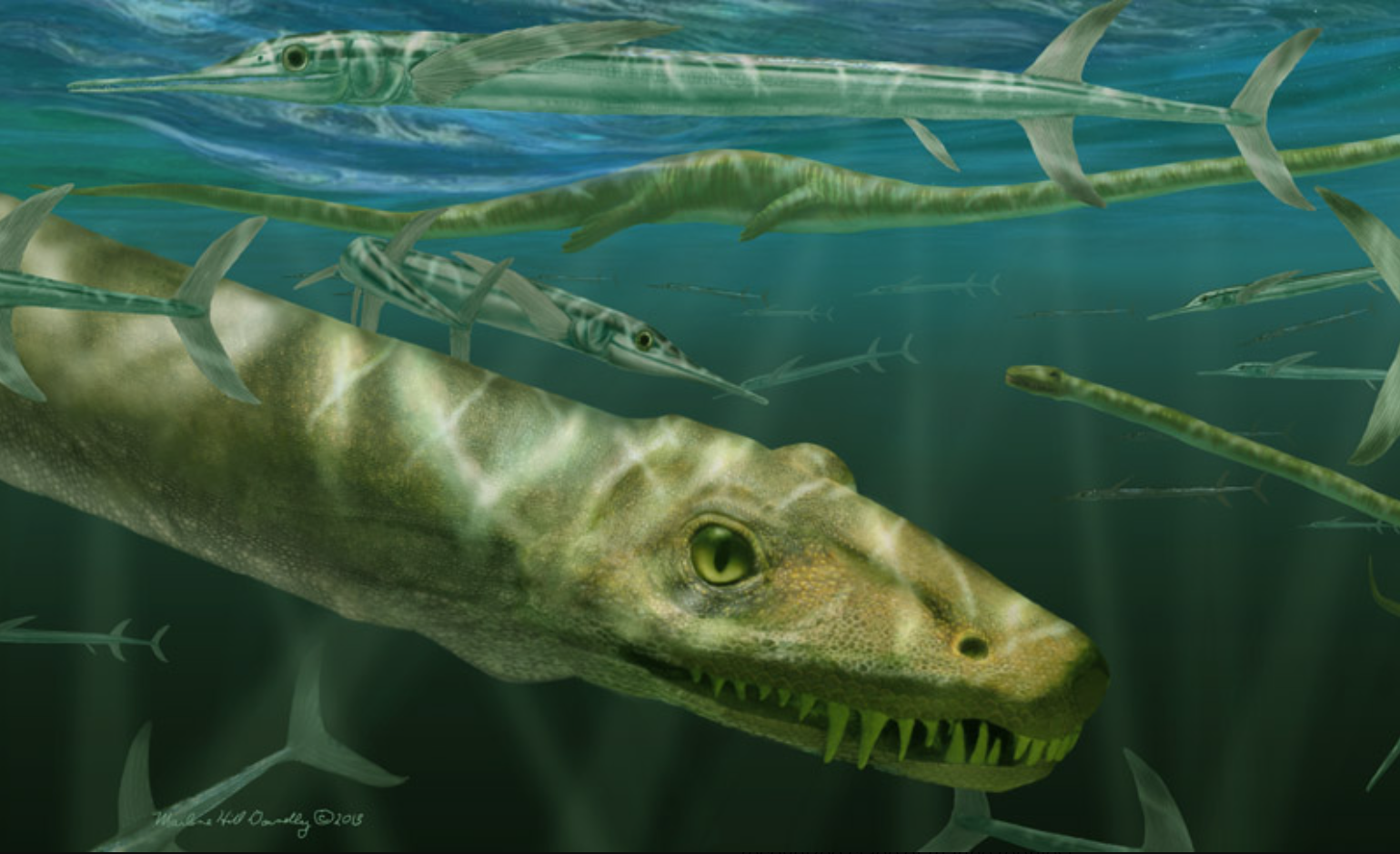 Representación gráfica del 'Dinocephalosaurus orientalis' entre un banco de grandes peces actinopterigios depredadores, Saurichthys.