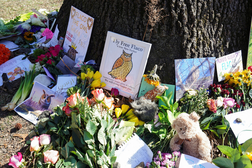 Legiones de seguidores acudían cada día a Central Park para intentar ver a Flaco. Ahora, depositan flores junto a su árbol favorito.
