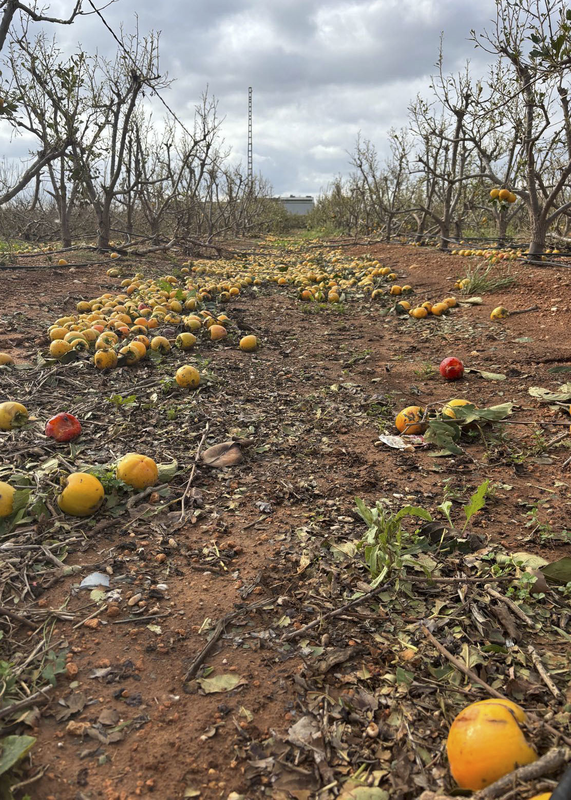Agroseguro estima que hay más de 20.000 hectáreas agrarias afectadas por la DANA