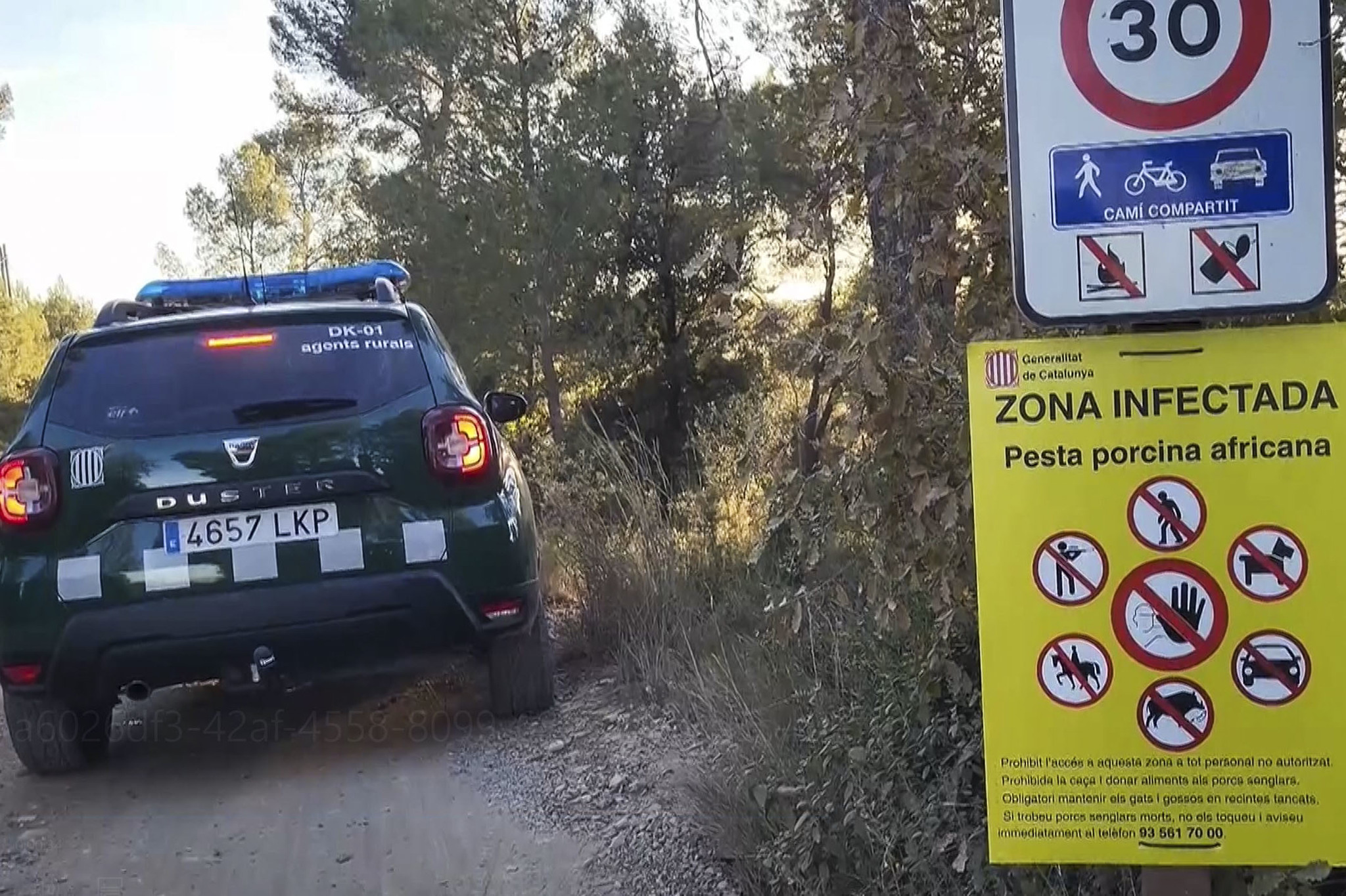 La UME ya ha llegado a Barcelona para contener el brote de peste porcina africana