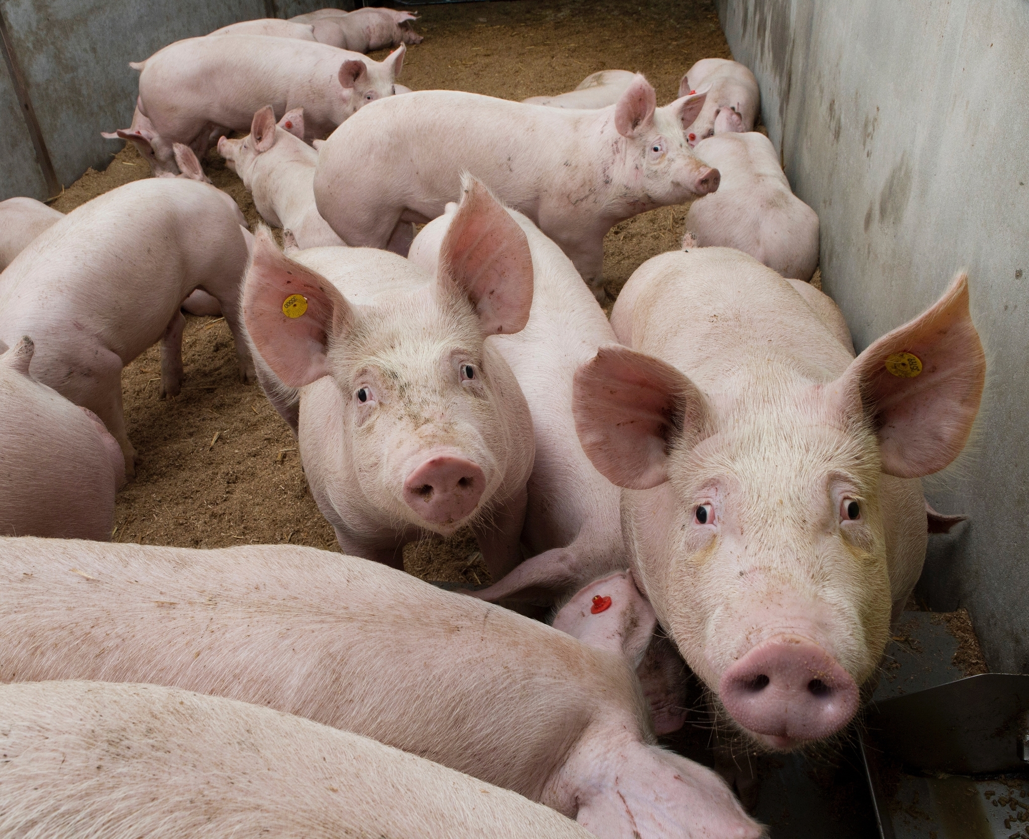 El precio del cerdo se estabiliza tras tres caídas consecutivas por el brote de peste porcina