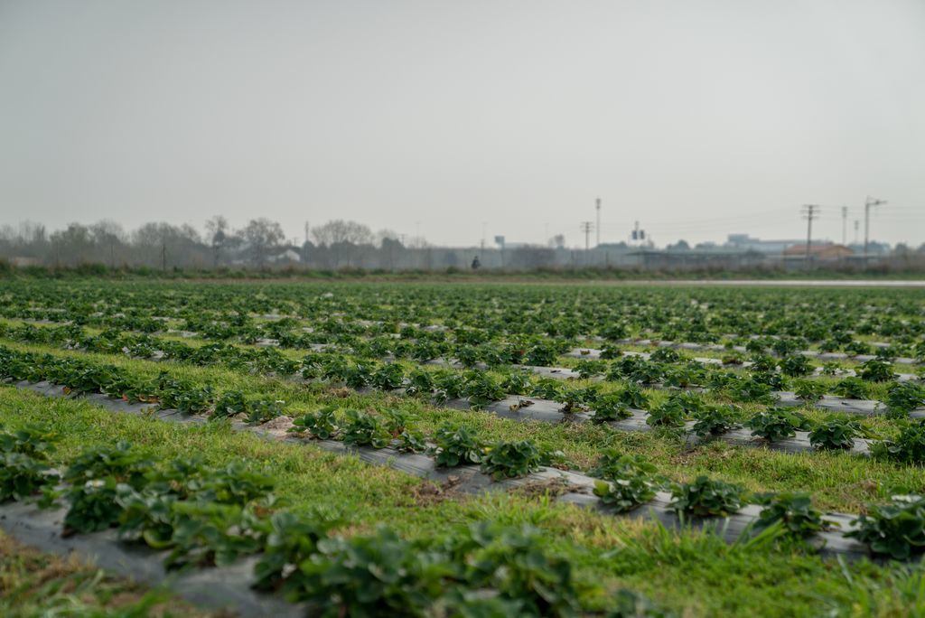 Nuevo récord en la exportación agroalimentaria catalana pese a los aranceles y la peste porcina