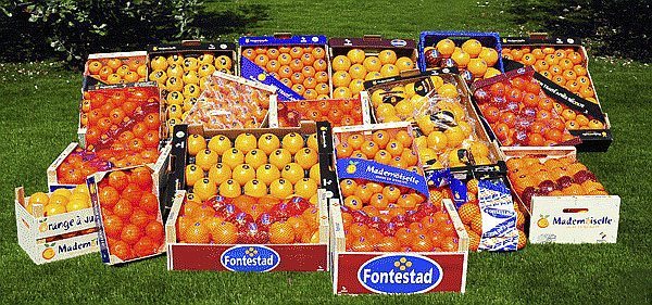 Fontestad supera los 200 millones de ingresos y gana 7 millones