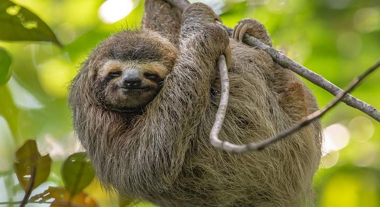 El valor tranquilo del Ibex que gusta a todos los analistas