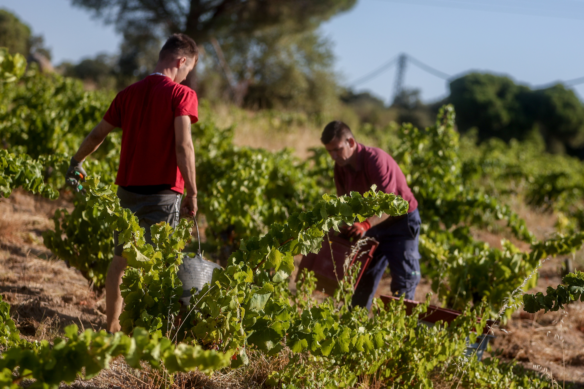 Las subidas del salario mínimo destruyen 165.000 empleos en el campo y el hogar