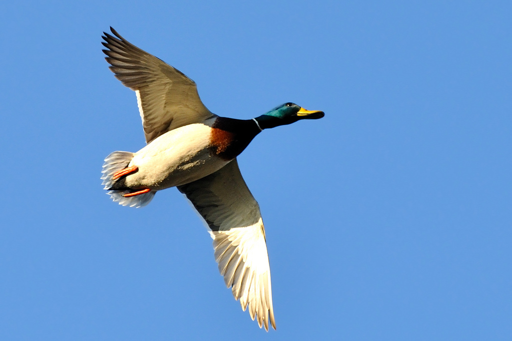 El patito feo del Ibex que gusta a los expertos y puede volar un 30%